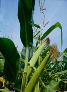 Maize cobs forming