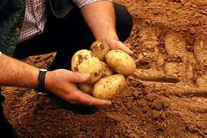 Potatoes saved from weeds by paraquat