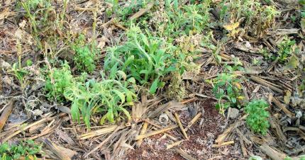 Paraquat faces-up to resistant weeds